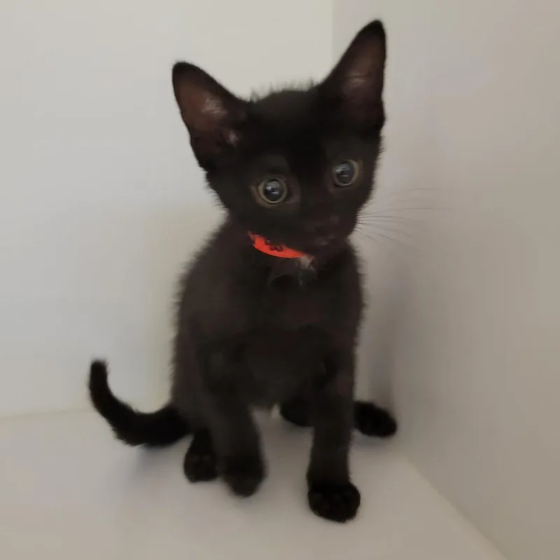 A baby small-sized male Black Domestic Short Hair cat named Scraps for adoption in Phoenix, AZ