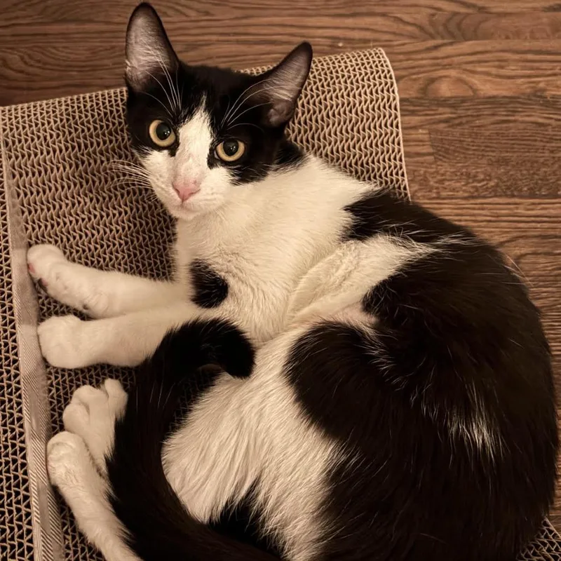 An adult small-sized female Black Domestic Short Hair cat named Mahjong for adoption in Los Angeles, CA