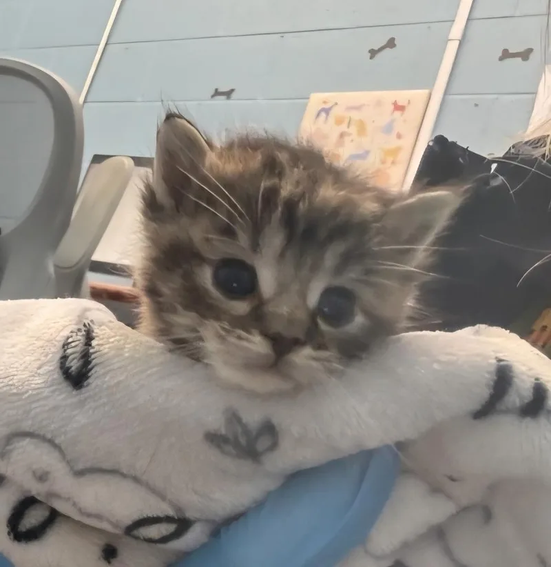 A baby small-sized female Domestic Short Hair cat named Bubble Yum for adoption in Evansville, IN