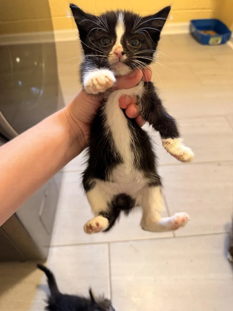 A baby medium-sized female Black & White / Tuxedo Domestic Short Hair cat named Grizabella for adoption in North Brunswick, NJ