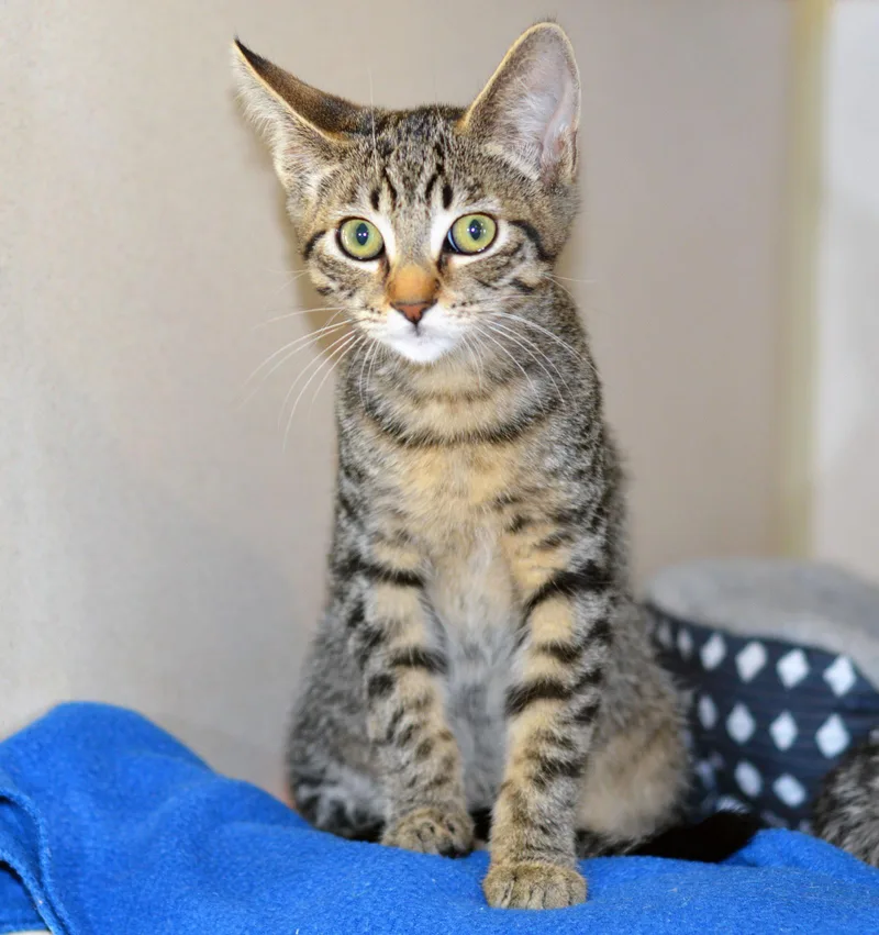 A baby medium-sized female Tabby (Brown / Chocolate) Tabby cat named Enchirito for adoption in San Clemente, CA