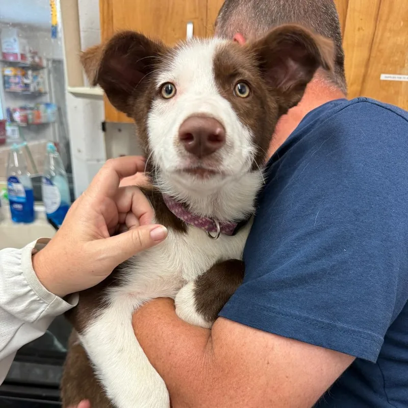 A baby medium-sized female Red / Chestnut / Orange Australian Shepherd dog named Ginger Snap for adoption in Evensville, TN