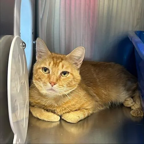 An adult large-sized male Orange / Red Domestic Short Hair cat named Zed for adoption in Knoxville, TN