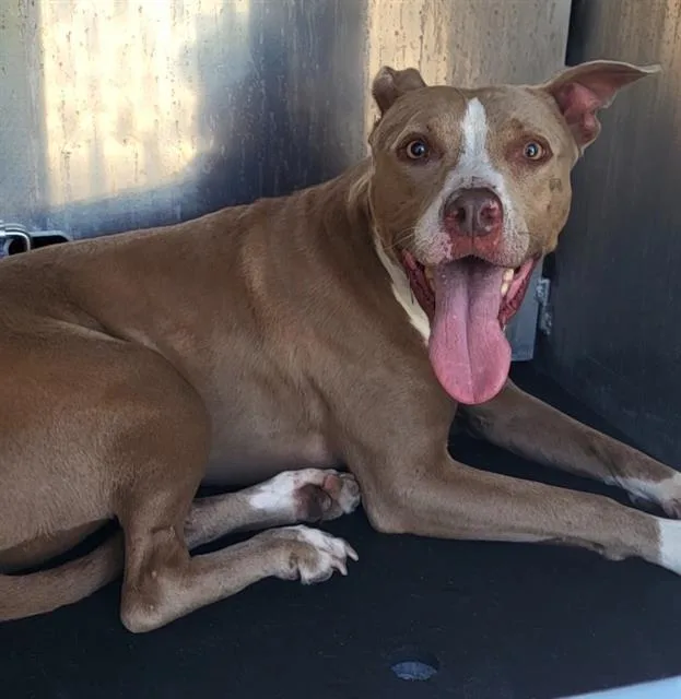 A young large-sized female American Staffordshire Terrier dog named Tootie for adoption in San Antonio, TX