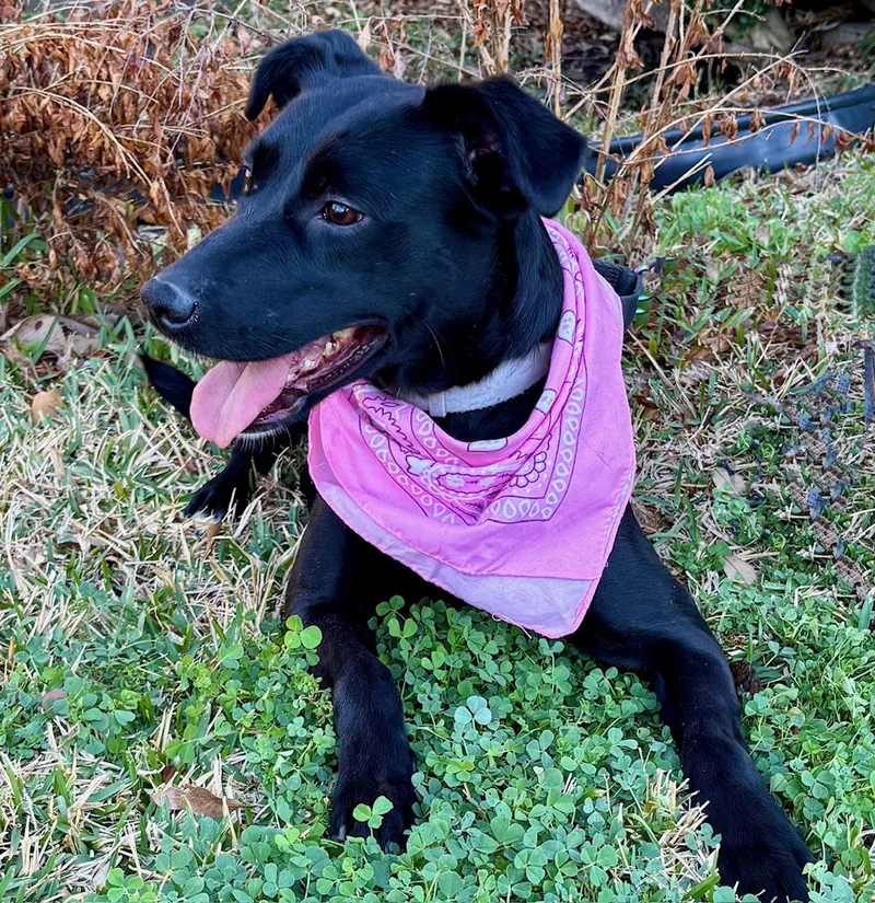 A young medium-sized female Black Labrador Retriever dog named Gigi  Gorgeous Girl for adoption in Cypress, TX