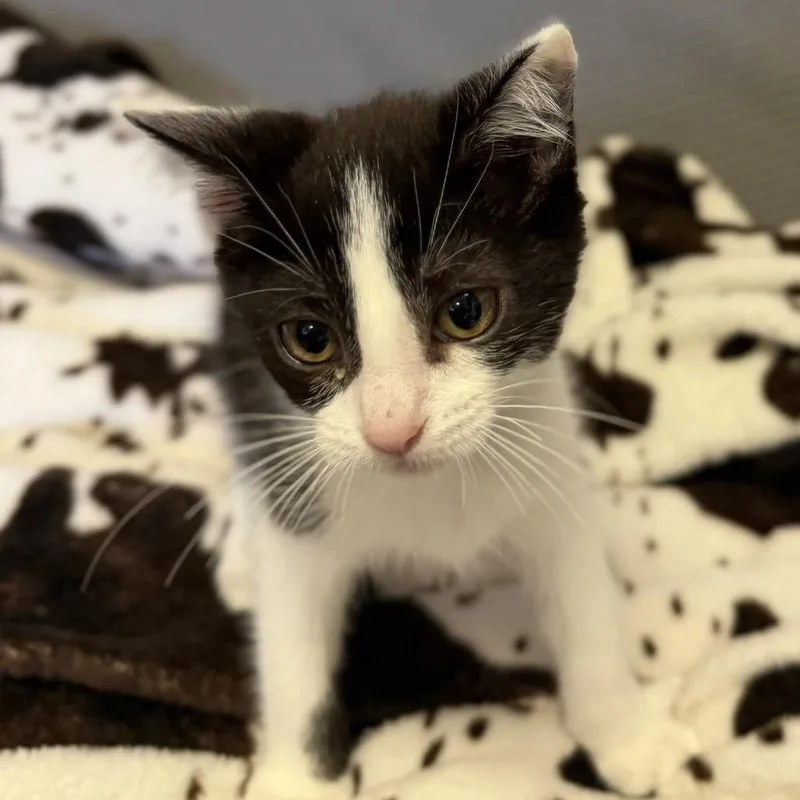 A baby small-sized male Black Domestic Short Hair cat named Lumos for adoption in Buffalo, MN
