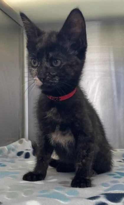 A baby small-sized female Domestic Short Hair cat named Sunset for adoption in Westland, MI