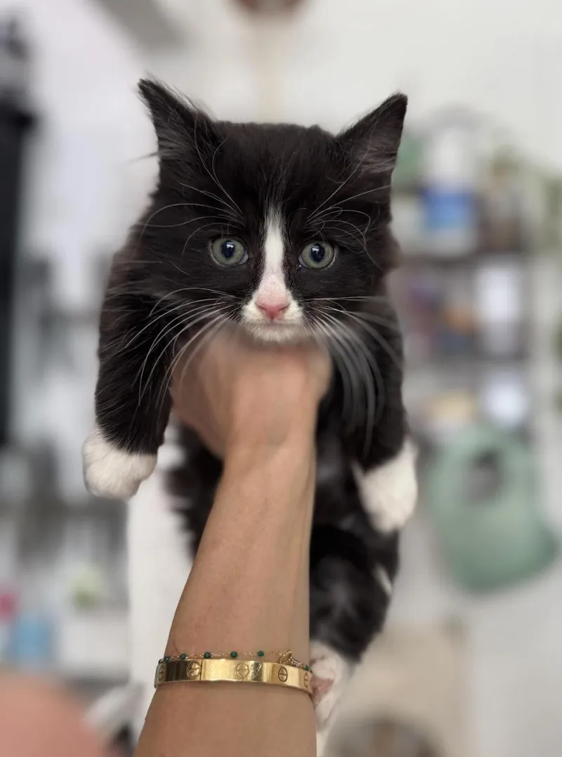 A baby medium-sized male Black & White / Tuxedo Domestic Medium Hair cat named Beignet for adoption in New York, NY
