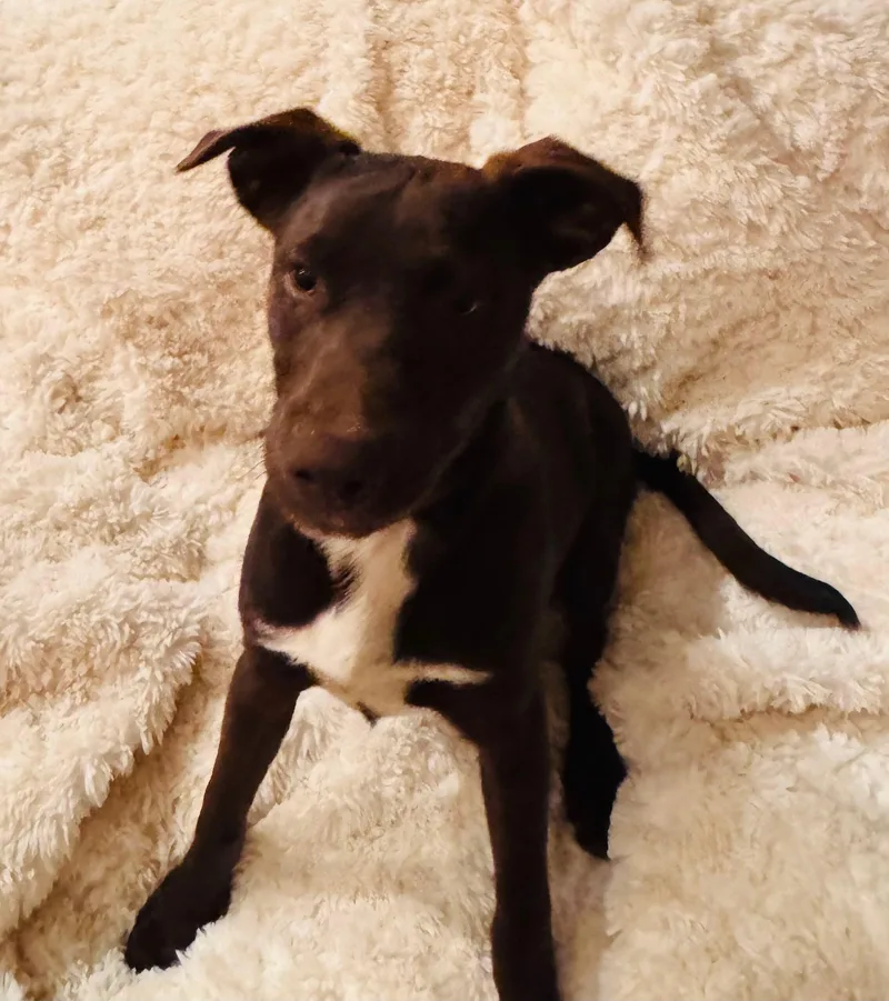 A young medium-sized male Chocolate Labrador Retriever dog named Merlin for adoption in Coarsegold, CA