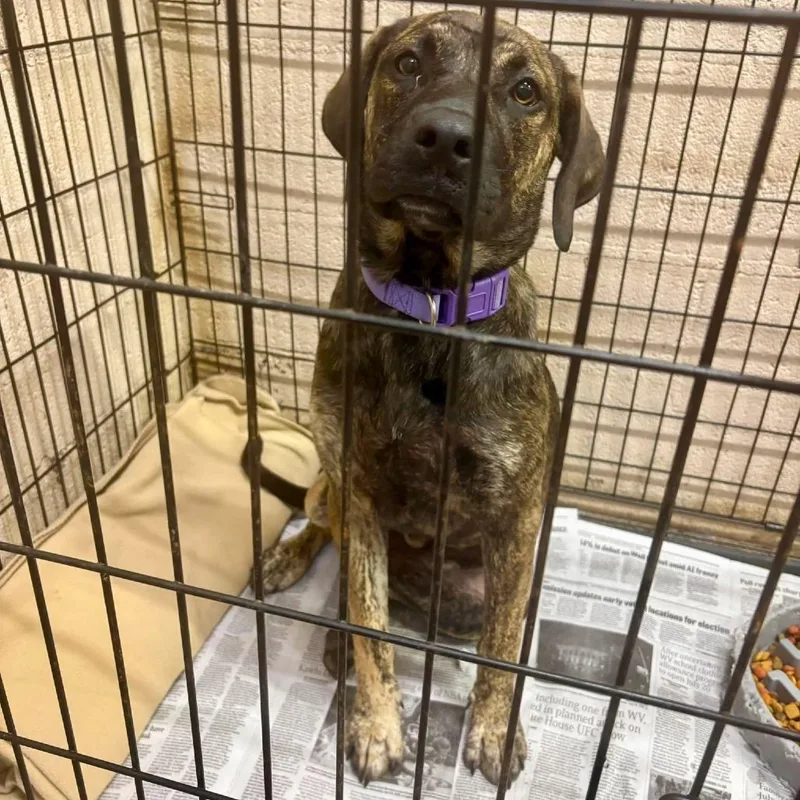 Rosa Stray Hold Stray