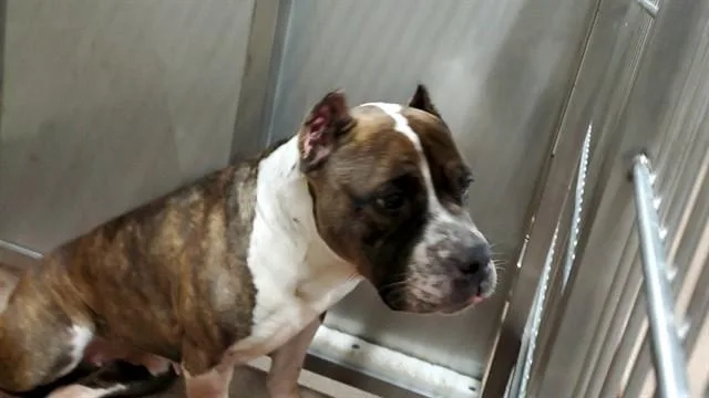 An adult large-sized female Pit Bull Terrier dog named Chieftain for adoption in Aurora, IL