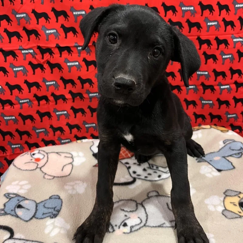A baby medium-sized female Pit Bull Terrier dog named Abercrombie for adoption in Washburn, MO