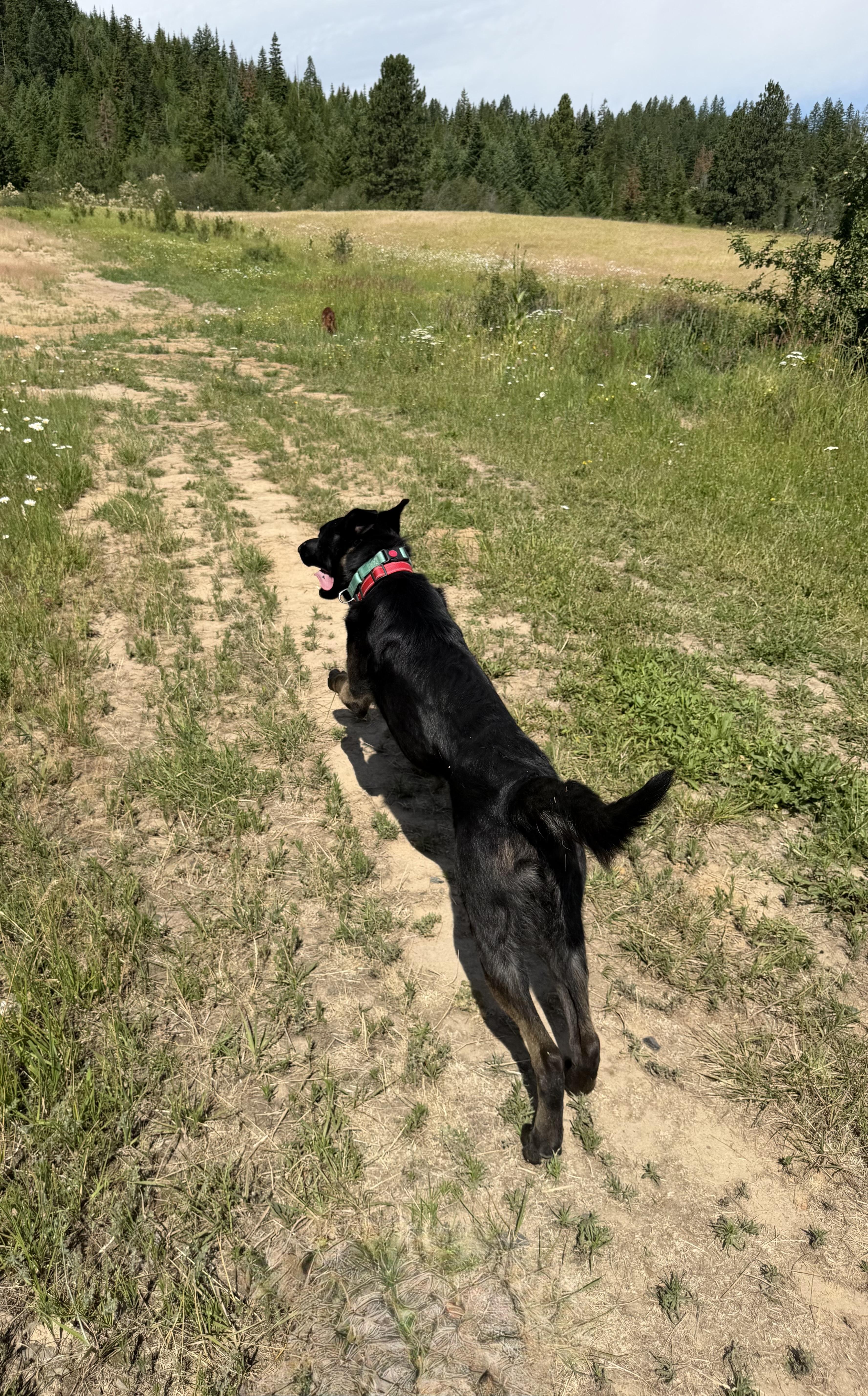A young medium-sized male German Shepherd Dog dog named Jasper for adoption in Plummer, ID