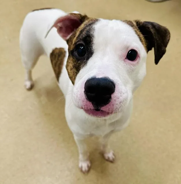 A young medium-sized female Pit Bull Terrier dog named Blue for adoption in Derwood, MD