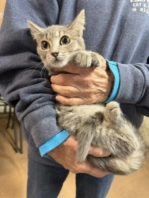 A young medium-sized female Domestic Short Hair cat named Jelly Bean for adoption in Apollo, PA