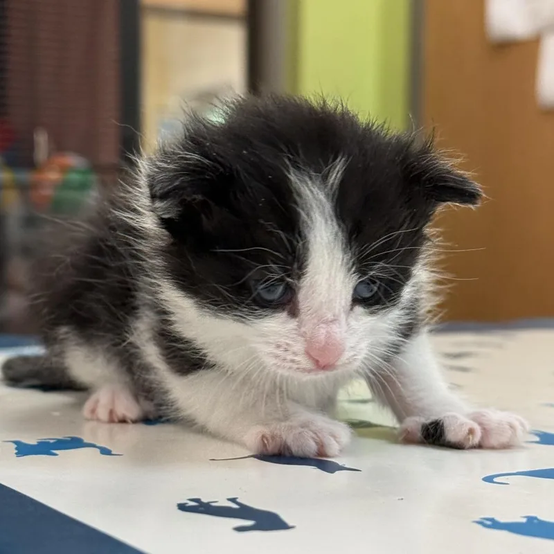 A baby small-sized male Black Domestic Short Hair cat named Sylvester for adoption in Lynchburg, VA