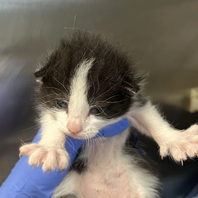 Sylvester thumbnail 2