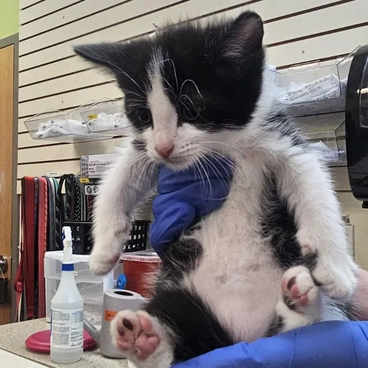 Sylvester thumbnail 3