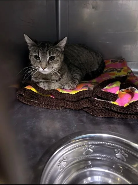 A young medium-sized female Domestic Short Hair cat named Queen for adoption in Baldwin Park, CA