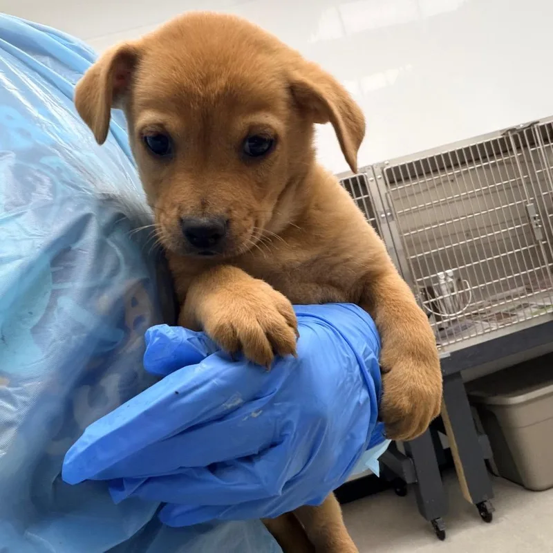 A baby medium-sized female Brown / Chocolate Labrador Retriever dog named Sequoia for adoption in La Grange, KY