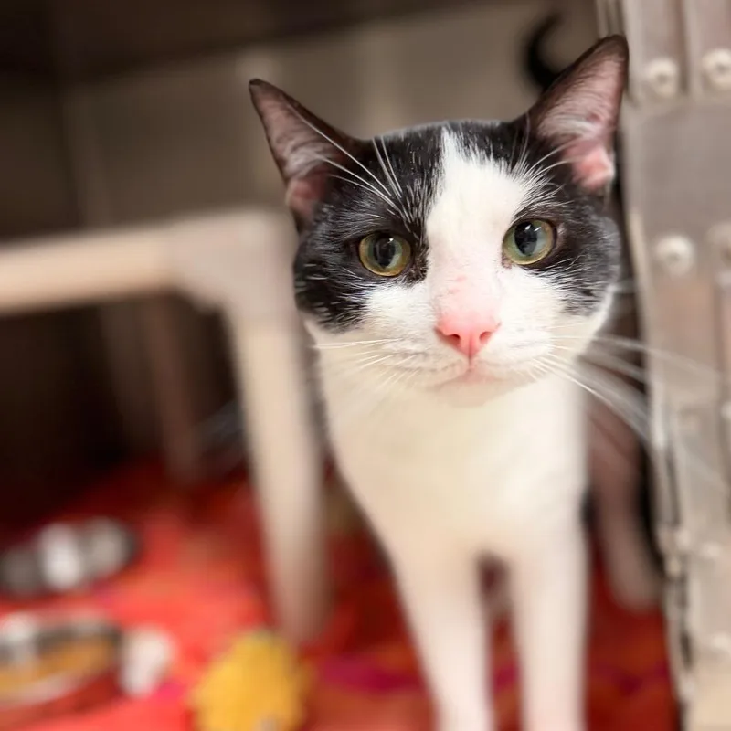 A young medium-sized male White Domestic Short Hair cat named Possum for adoption in Chippewa Falls, WI