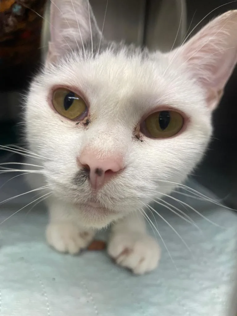 An adult medium-sized female Domestic Short Hair cat named Sticky Buns for adoption in Blountville, TN