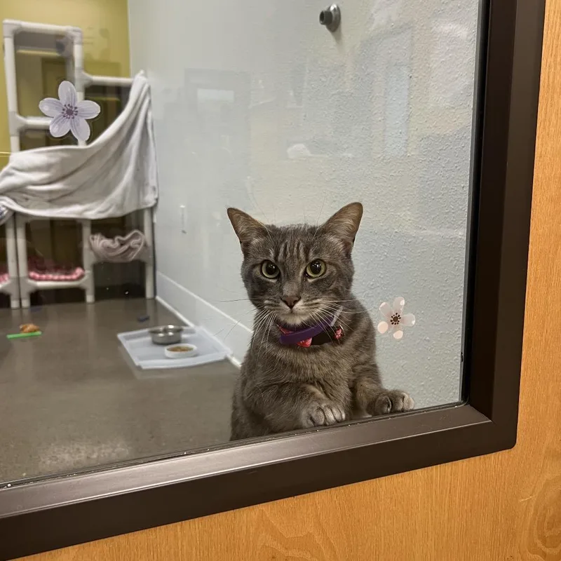 Rocky Road thumbnail 2