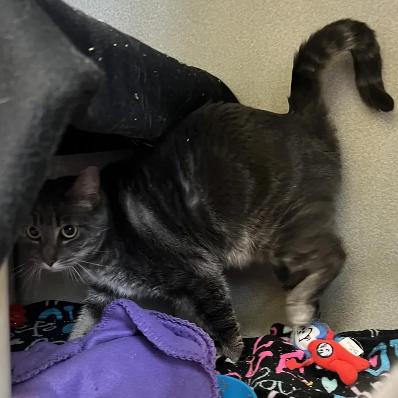 Rocky Road thumbnail 3