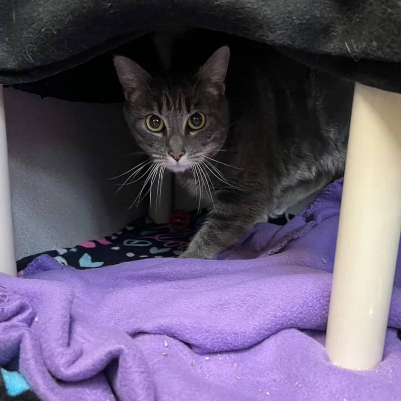 Rocky Road thumbnail 4