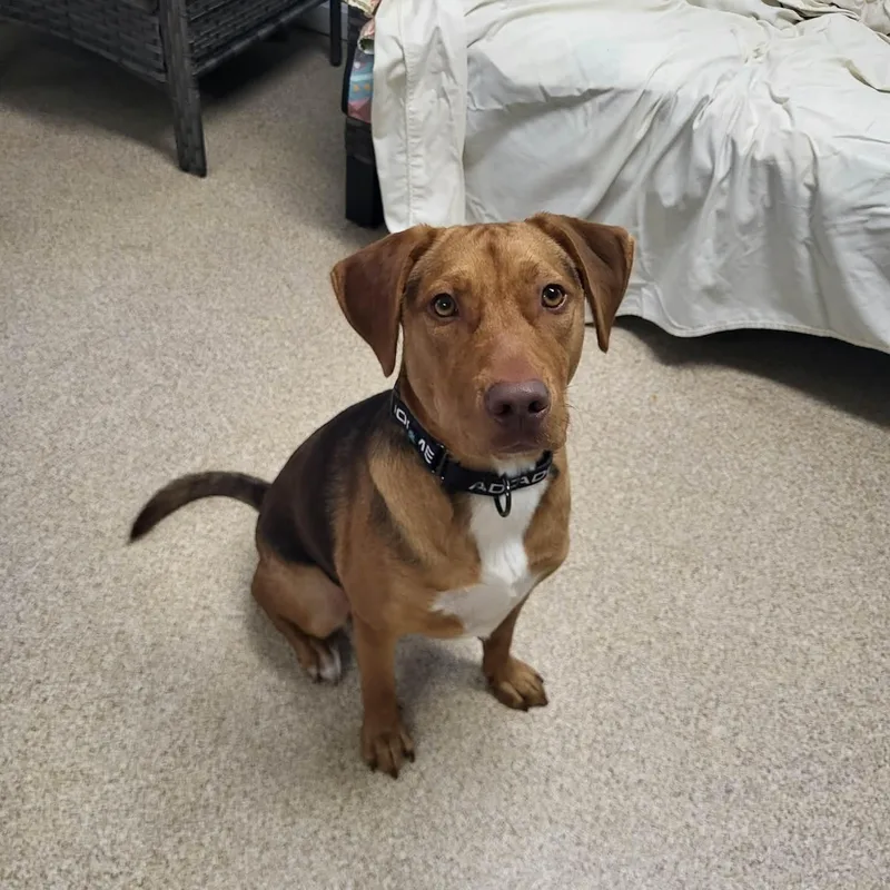 An adult medium-sized male Bicolor Hound dog named Rocky for adoption in Sunderland, MD
