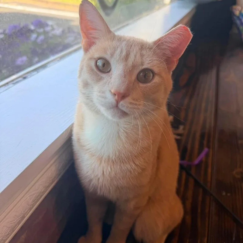 A young medium-sized male Buff / Tan / Fawn Domestic Short Hair cat named Jar Jar for adoption in Bellmawr, NJ