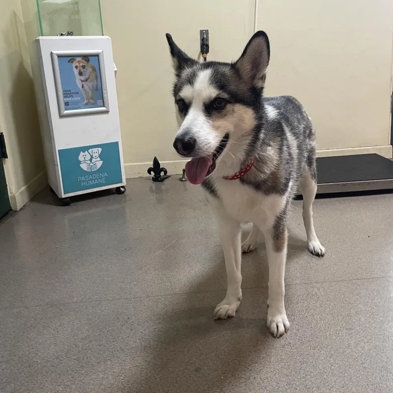 An adult medium-sized female Gray / Blue / Silver Husky dog named Samantha for adoption in Pasadena, CA