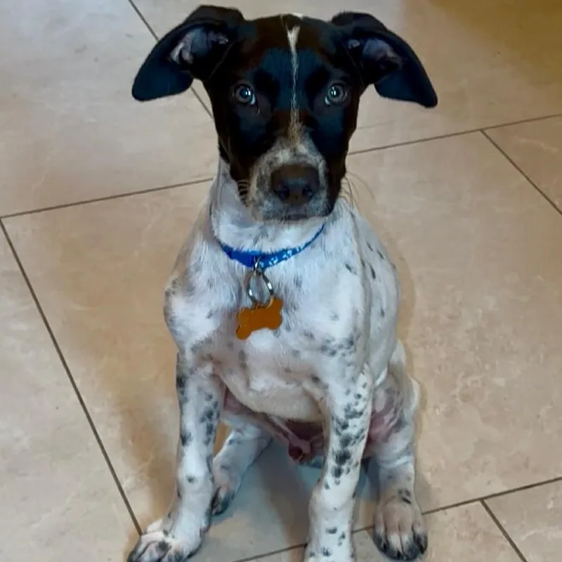 A baby medium-sized male White / Cream Pointer dog named Milky for adoption in Bend, OR