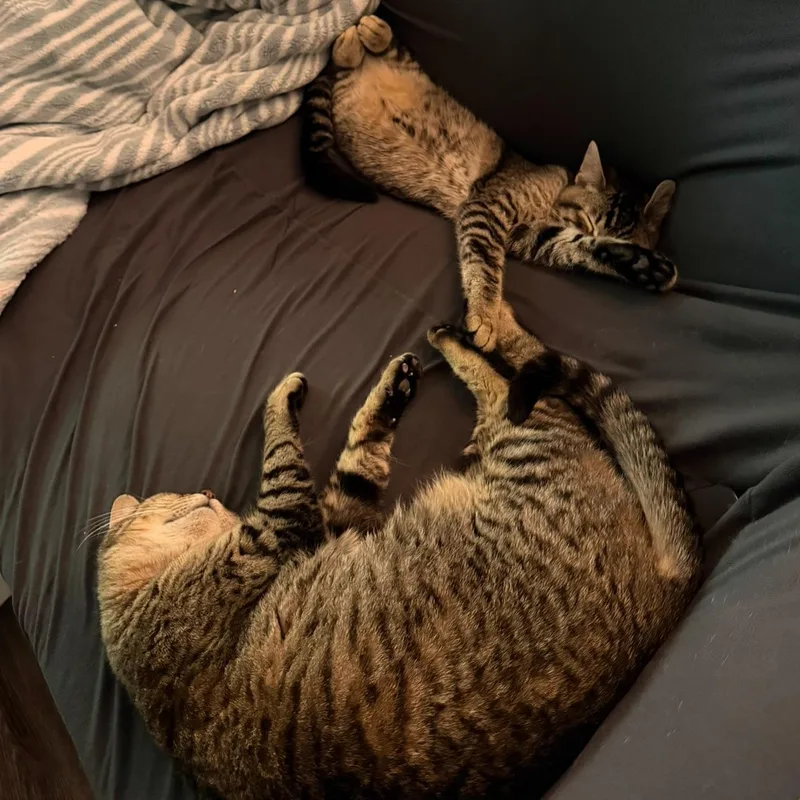A young medium-sized male Tabby (Brown / Chocolate) Tabby cat named Winky for adoption in Sacramento, CA