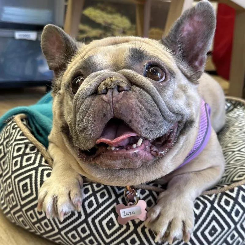 A senior medium-sized female Yellow / Tan / Blond / Fawn French Bulldog dog named Zuzu for adoption in San Francisco, CA