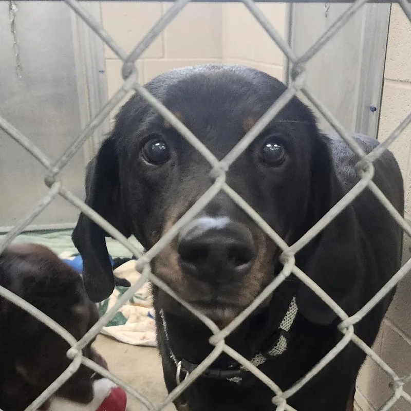 A senior large-sized female Black Doberman Pinscher dog named Starla for adoption in Muncie, IN