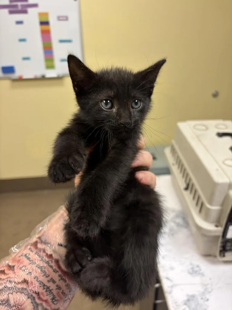 A baby medium-sized female Domestic Short Hair cat named Romy for adoption in Florence, SC