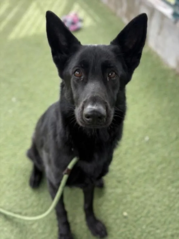 An adult large-sized female German Shepherd Dog dog named Mochi for adoption in Chatsworth, CA