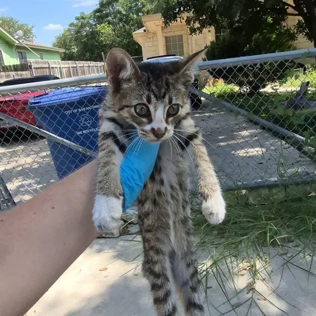A baby small-sized female Domestic Short Hair cat named Dara for adoption in San Antonio, TX