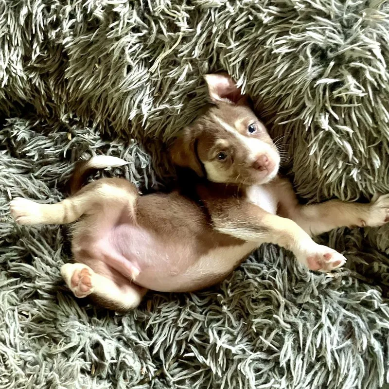A baby medium-sized male Brown / Chocolate Mixed Breed dog named Handsome Pants for adoption in Fairfax, VA