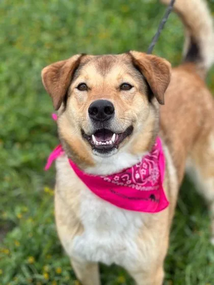An adult large-sized female Shepherd dog named Cookie for adoption in Visalia, CA