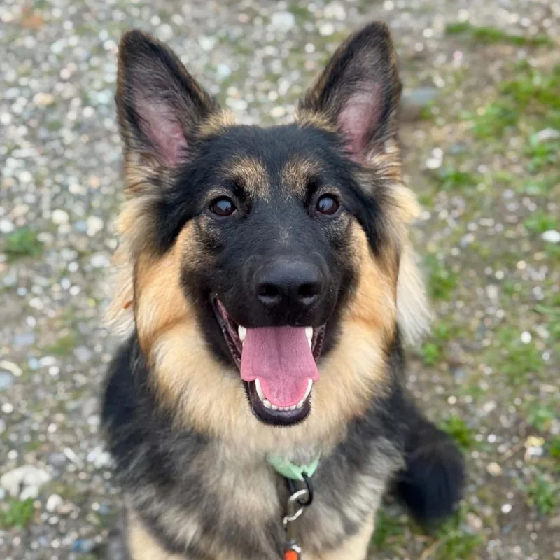 A young medium-sized female German Shepherd Dog dog named Lolly for adoption in Tacoma, WA