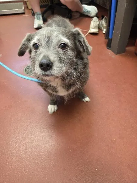 A senior medium-sized female Terrier dog named Chloe for adoption in Salisbury, MD