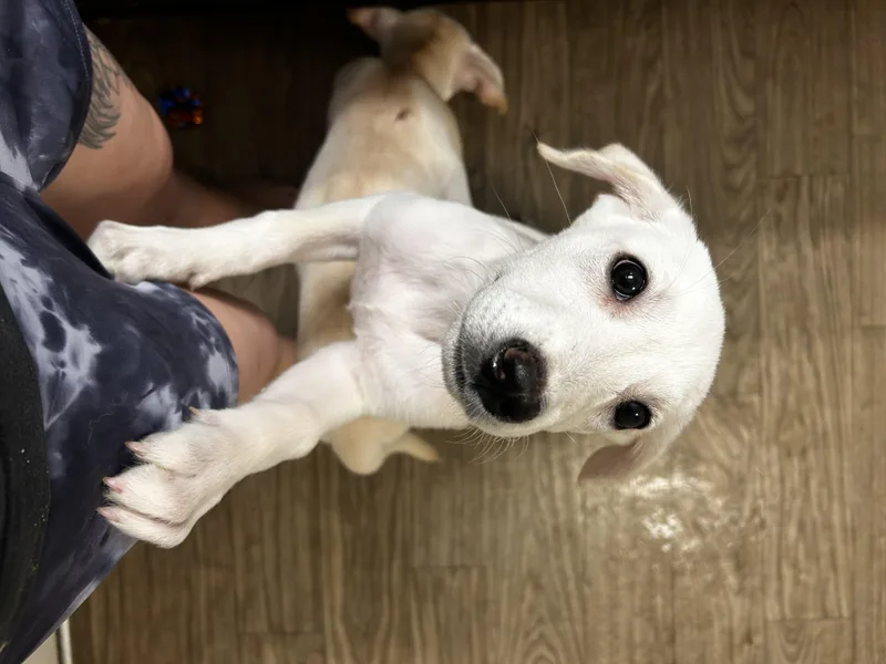 A baby medium-sized male Labrador Retriever dog named Jake for adoption in Knoxville, TN
