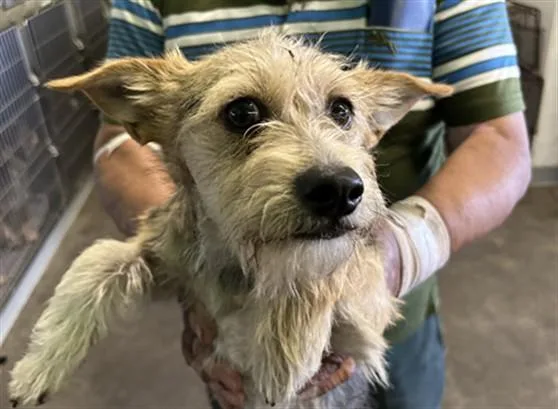 A young small-sized male Yorkshire Terrier dog named Pancake for adoption in Los Angeles, CA