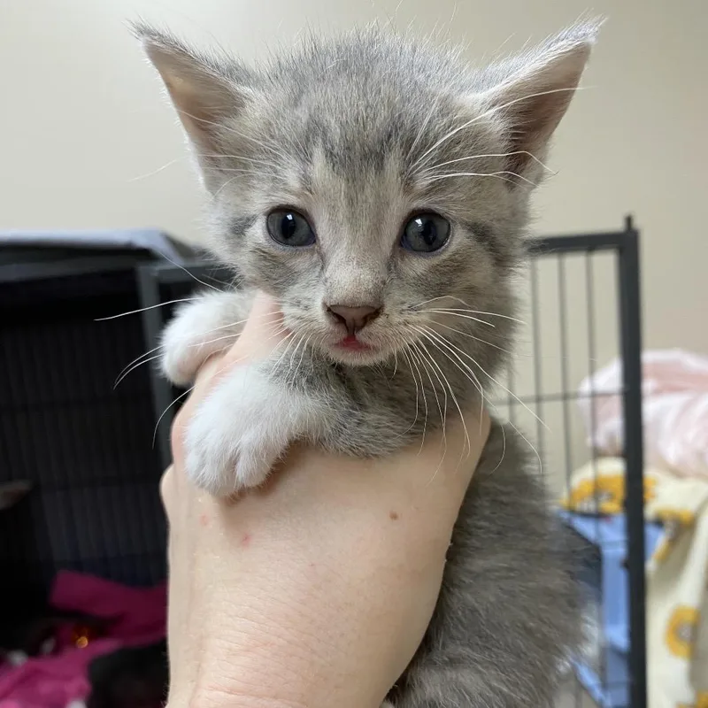 A baby small-sized female Gray / Blue / Silver Domestic Short Hair cat named Palm for adoption in Norfolk, NE