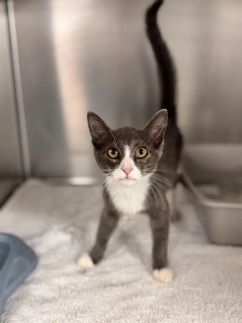 A young medium-sized male Gray & White Domestic Short Hair cat named Eddie for adoption in LANETT, AL