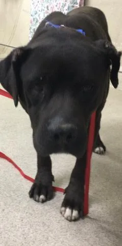 An adult large-sized male Mastiff dog named Charles for adoption in Riverside, CA
