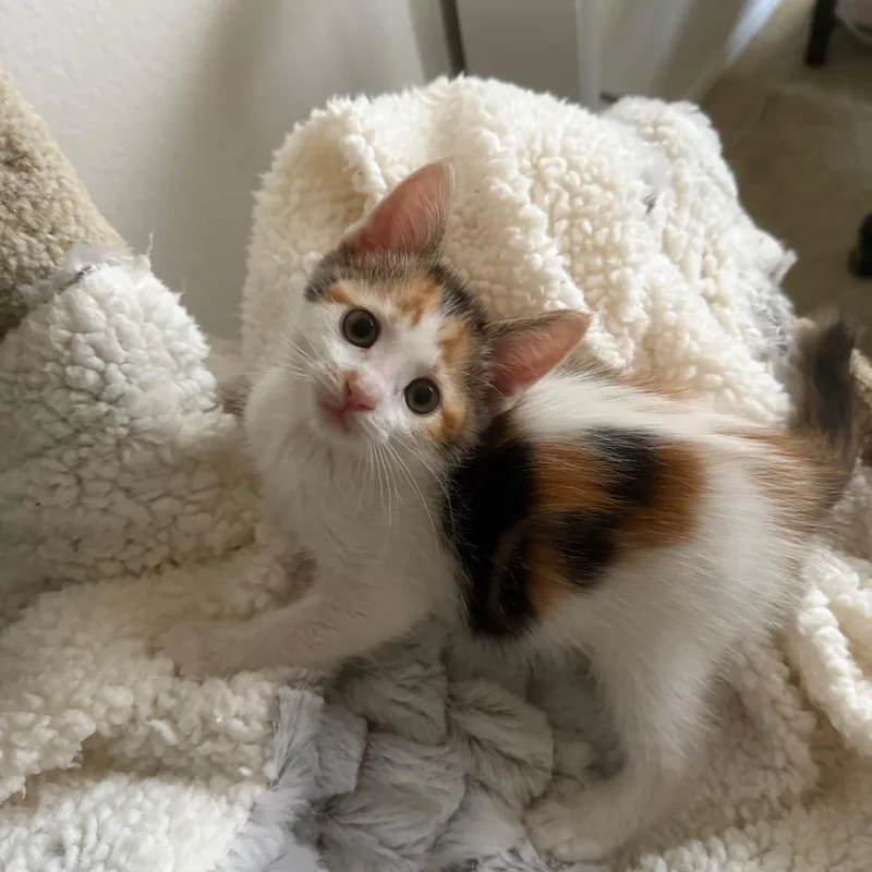 A baby small-sized female Calico Domestic Short Hair cat named Pickles for adoption in Long Beach, CA