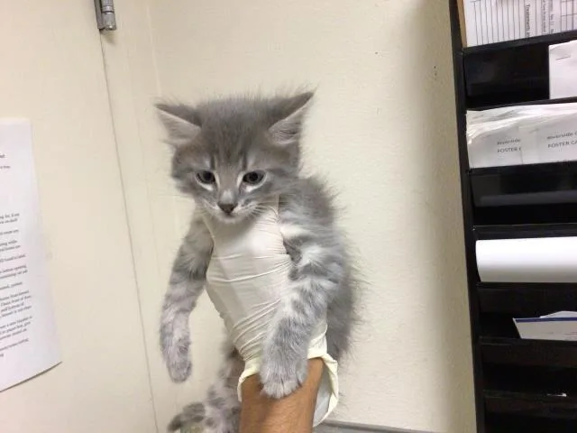 A baby small-sized male Domestic Short Hair cat named Dusk for adoption in Riverside, CA
